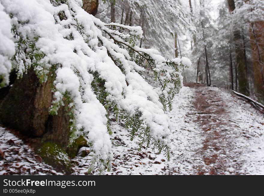 Pine needles. Pine needles