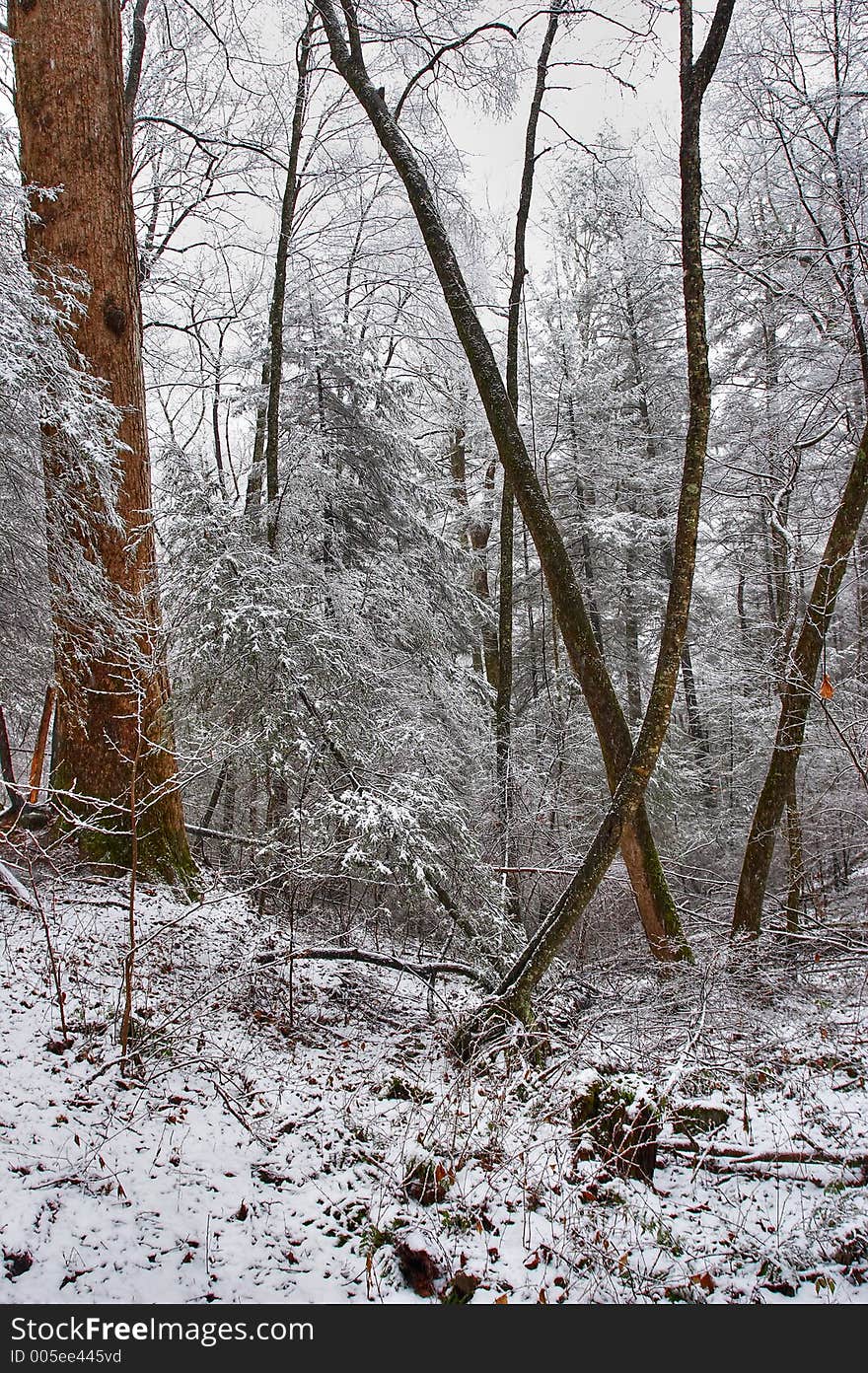 Winter landscape