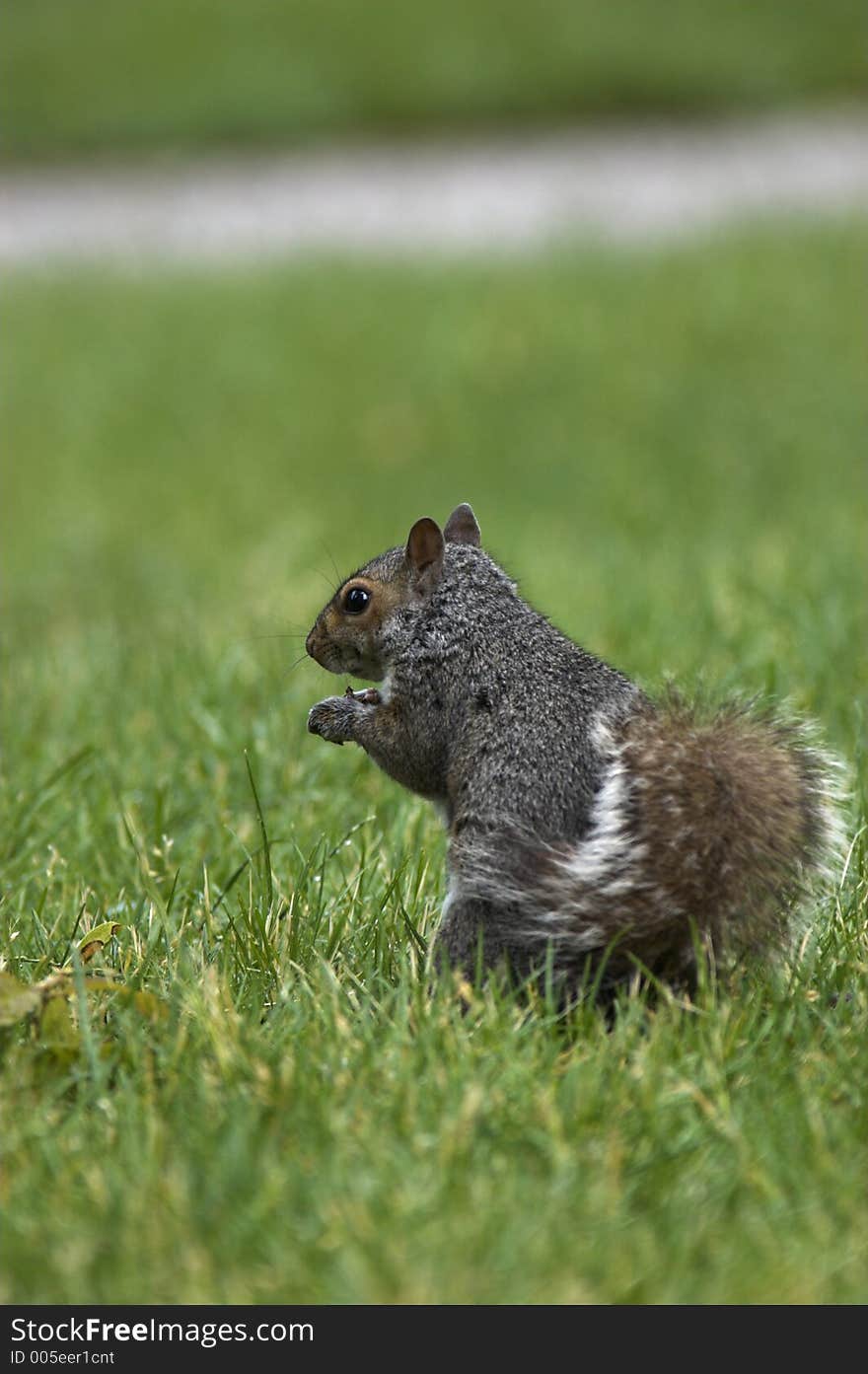 Squirrel on grass