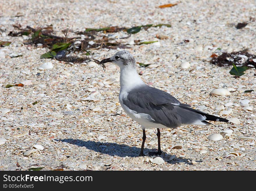 Seagull on the beach