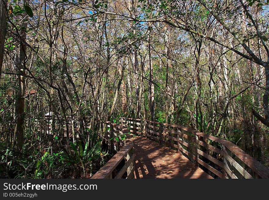 Swamp sanctuary