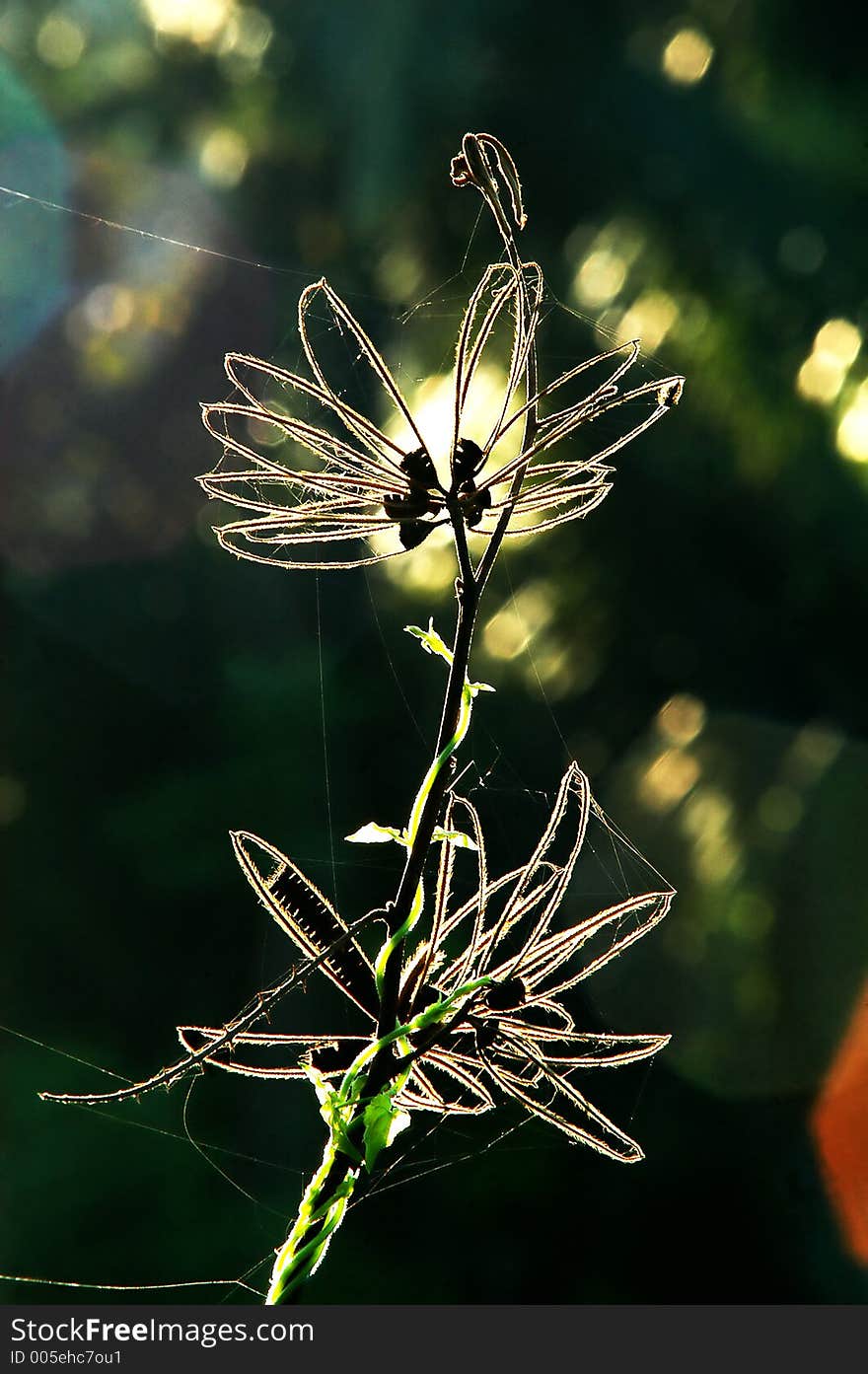 Dry flowers. Dry flowers