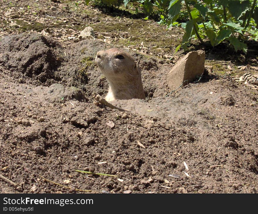 Prarie dog on guard. Prarie dog on guard.