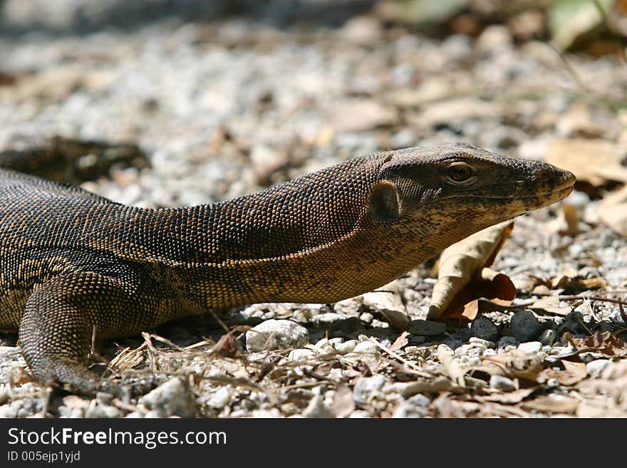 Monitor Lizard