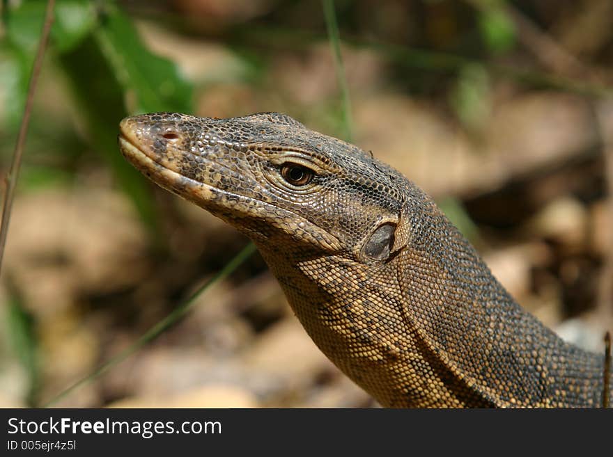 Monitor Lizard