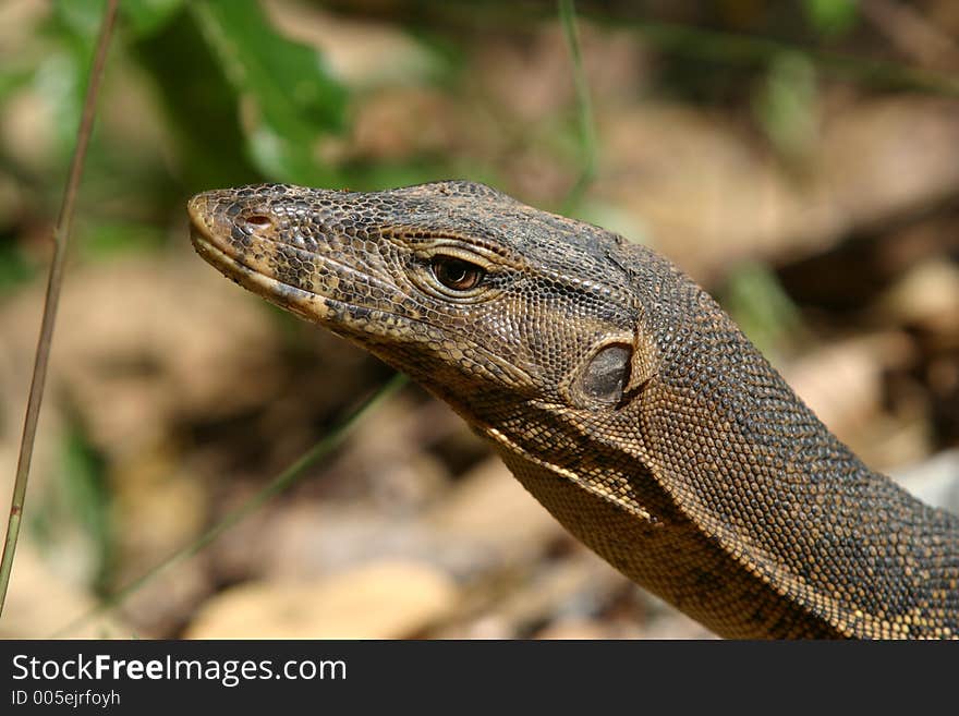 Monitor Lizard