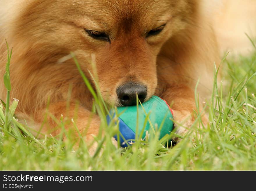 If Foxey can not persuade anyone to take him for a walk he will play with his favourite ball which he loves to chew. If Foxey can not persuade anyone to take him for a walk he will play with his favourite ball which he loves to chew