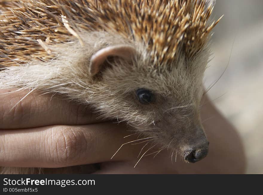 Hedgehog held in someone's hand