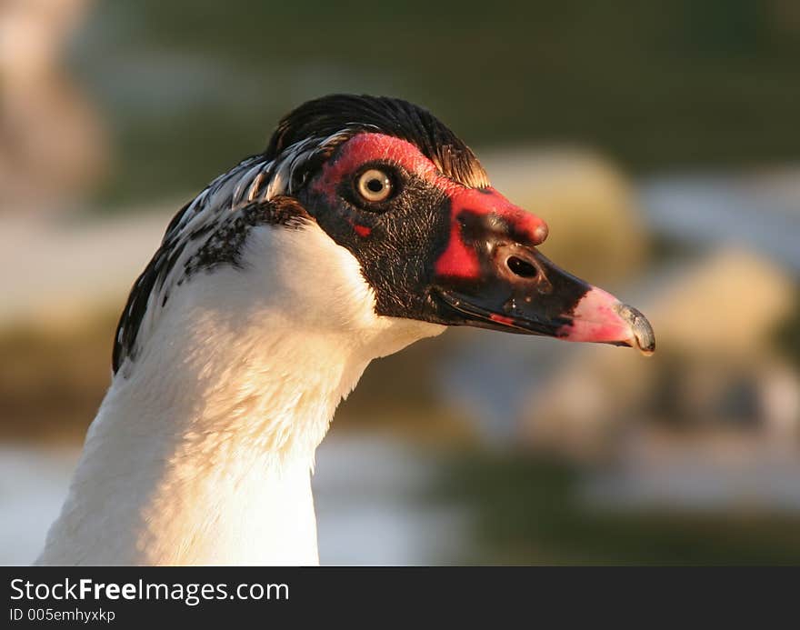 Close up head shot of a black textured head of a Muscovy duck. Close up head shot of a black textured head of a Muscovy duck