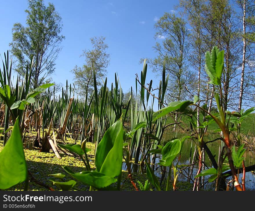 Green plants in pond. Green plants in pond