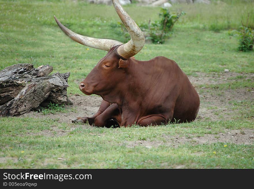 A long horn Ankole relaxes in the sun. A long horn Ankole relaxes in the sun.