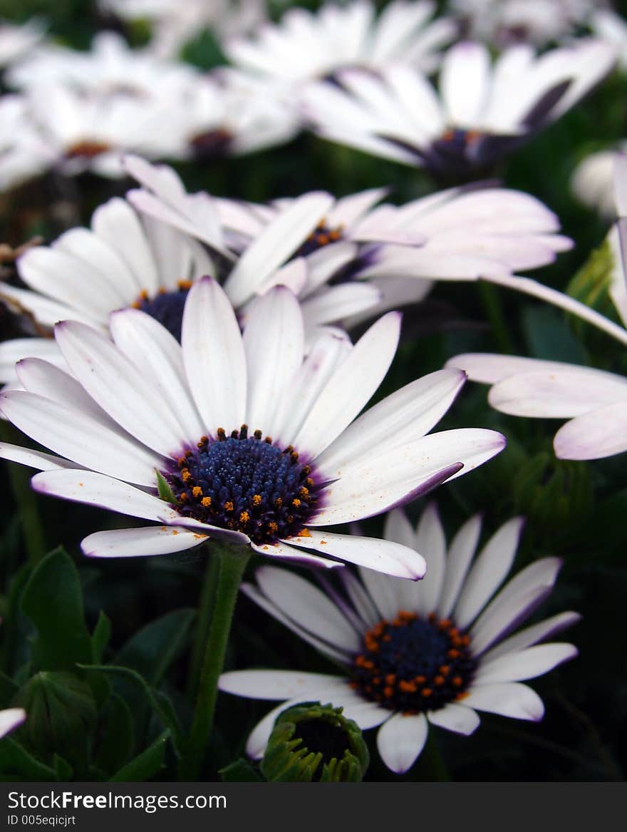 Daisies in meadow