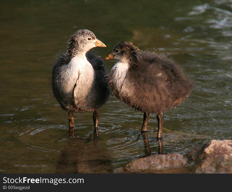 Two Baby Coots