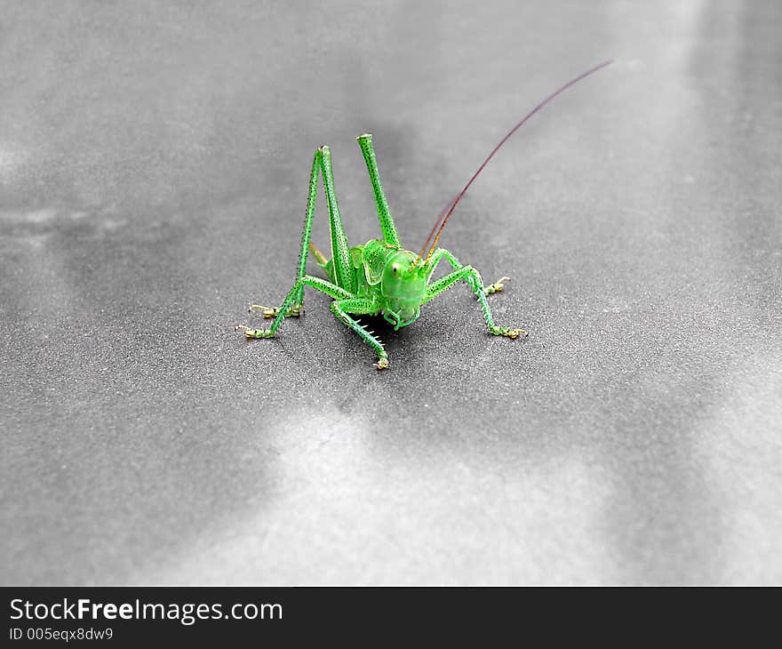 Green grasshoper on metalic plate. Green grasshoper on metalic plate