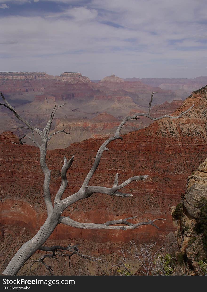 Dead tree in Grand Canyon national park. Dead tree in Grand Canyon national park.