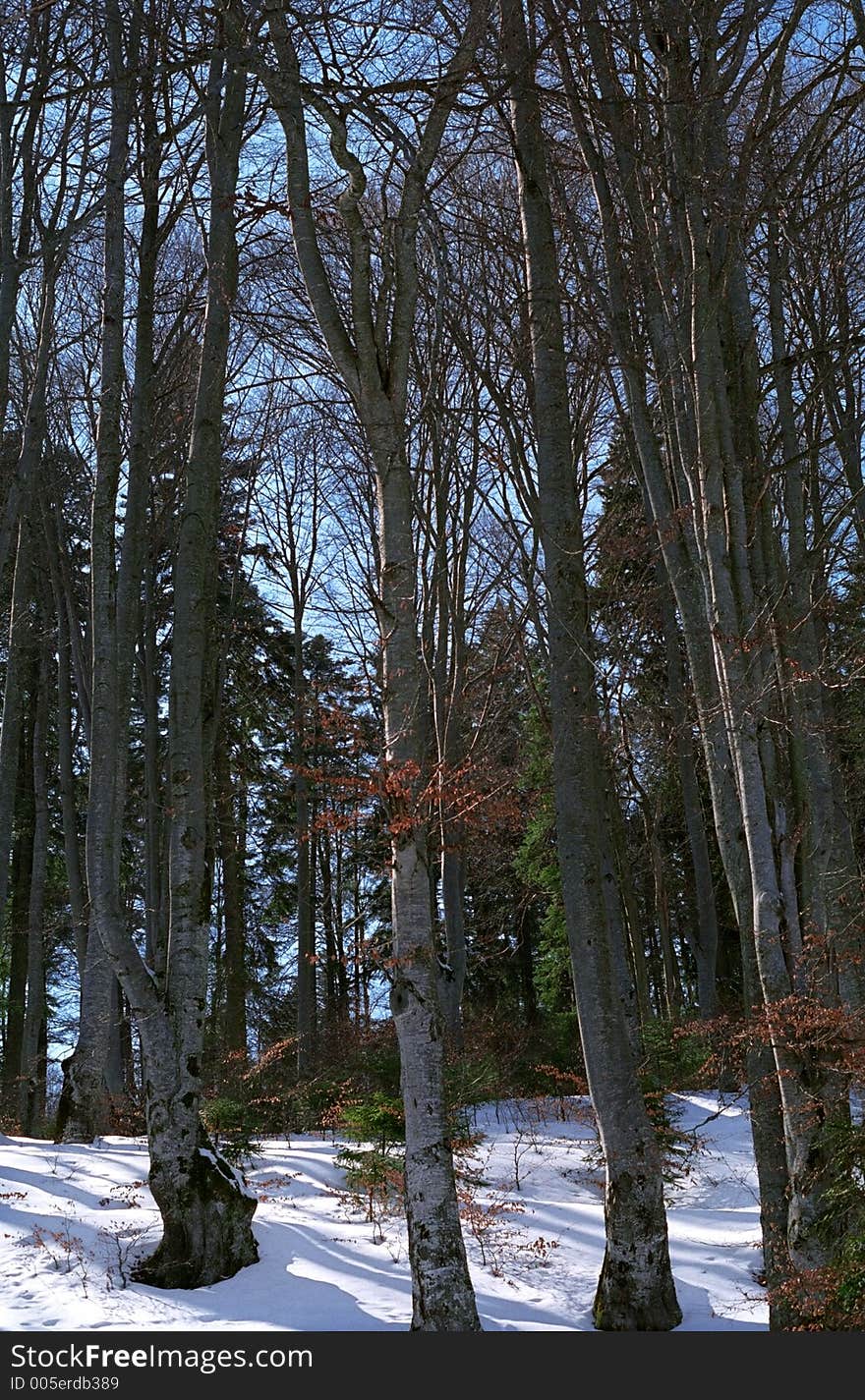 Mountain trees with intricate branches over a blue sky in early winter. 35mm film scan. Mountain trees with intricate branches over a blue sky in early winter. 35mm film scan.