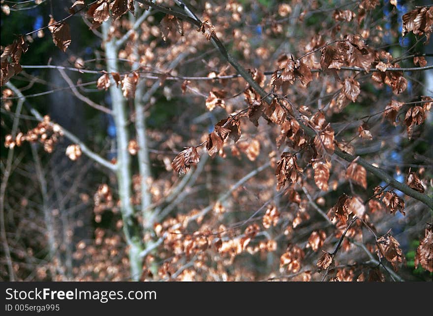 Branches With Autumn Leaves