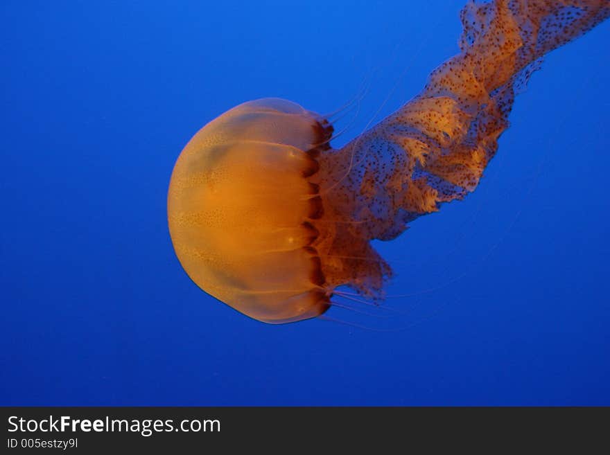 Jellyfish shot at the Underwater World in Singapore