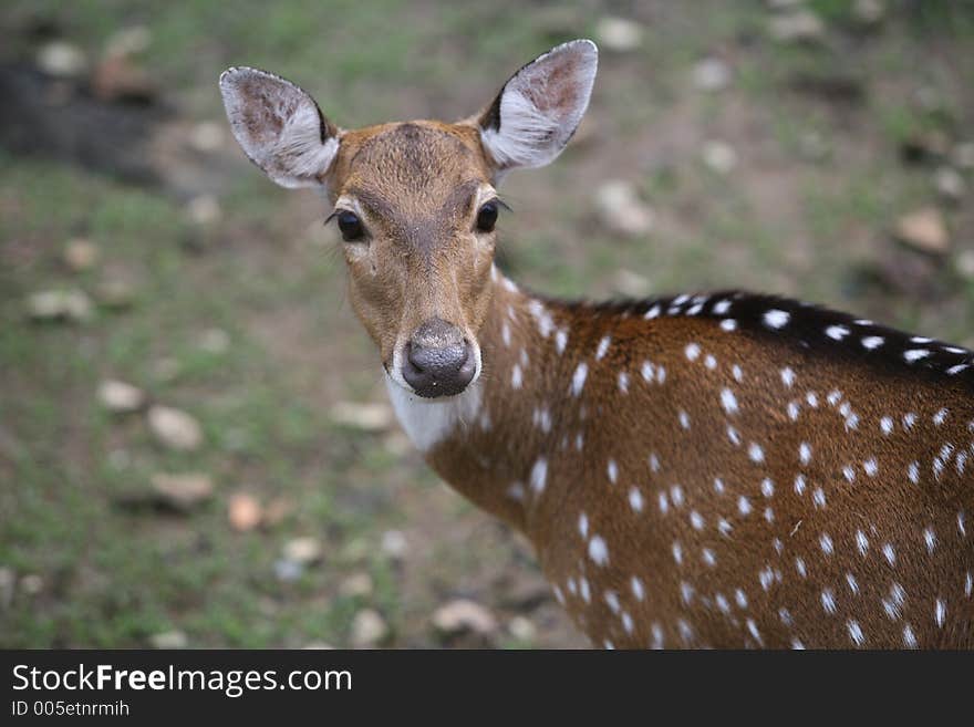 deer in Johor Zoo