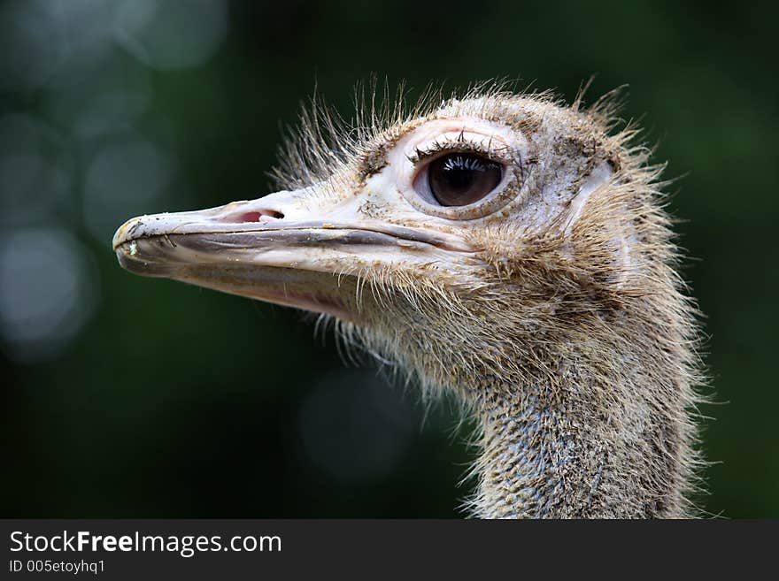 Ostrich Head