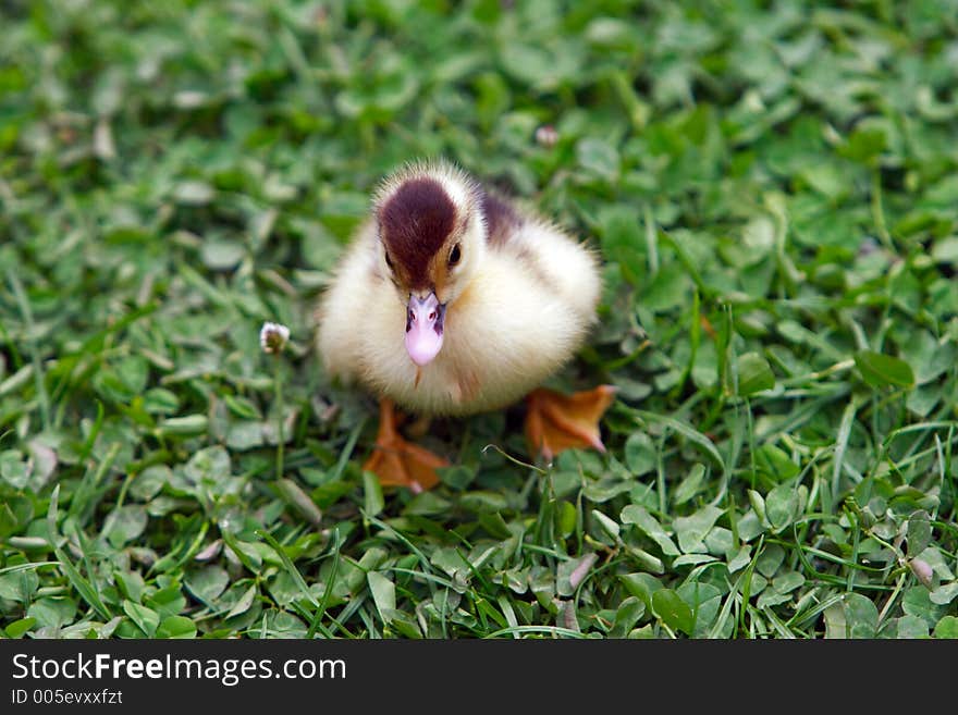 Little duckling on the lawn