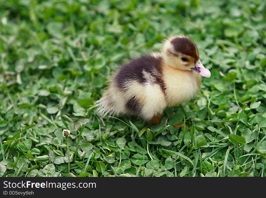 Little duckling on the lawn