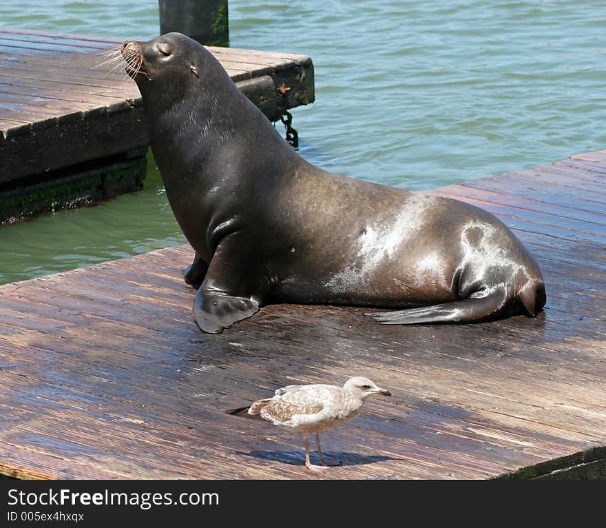 Sea Lions 5