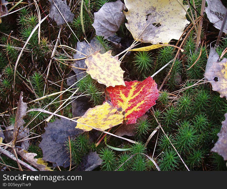 Autumn still life. Autumn still life