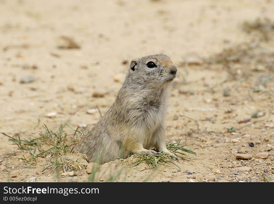 Standing Prairie Dog captured in Nebraska. Canon 20D