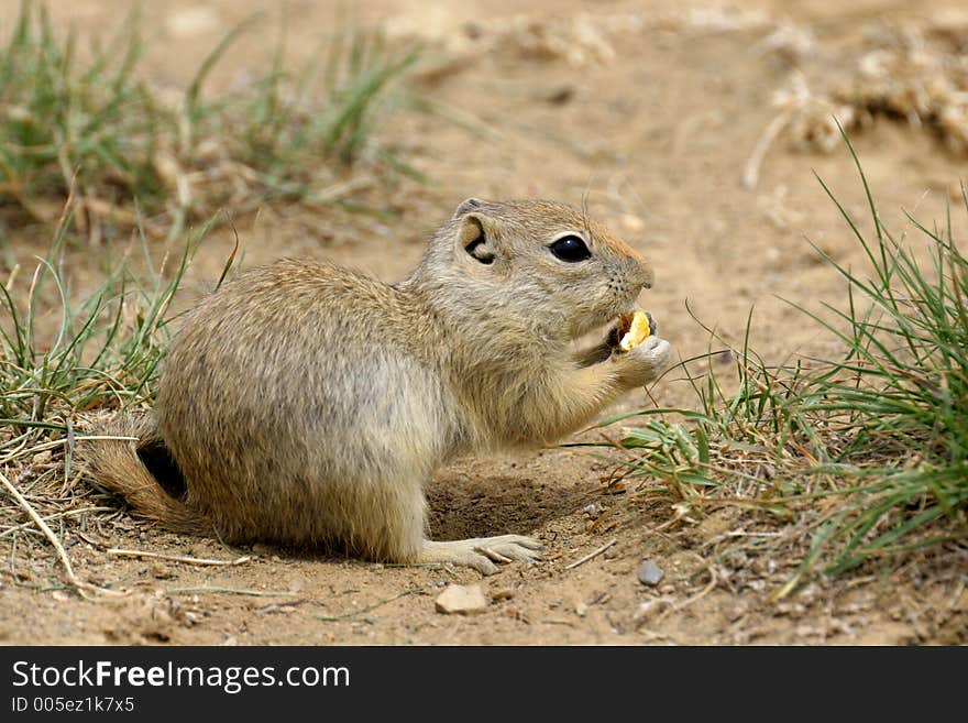 Close-up of eating Prairie Dog. Canon 20D