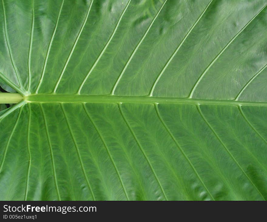 Span of green leaf, with veins. Span of green leaf, with veins