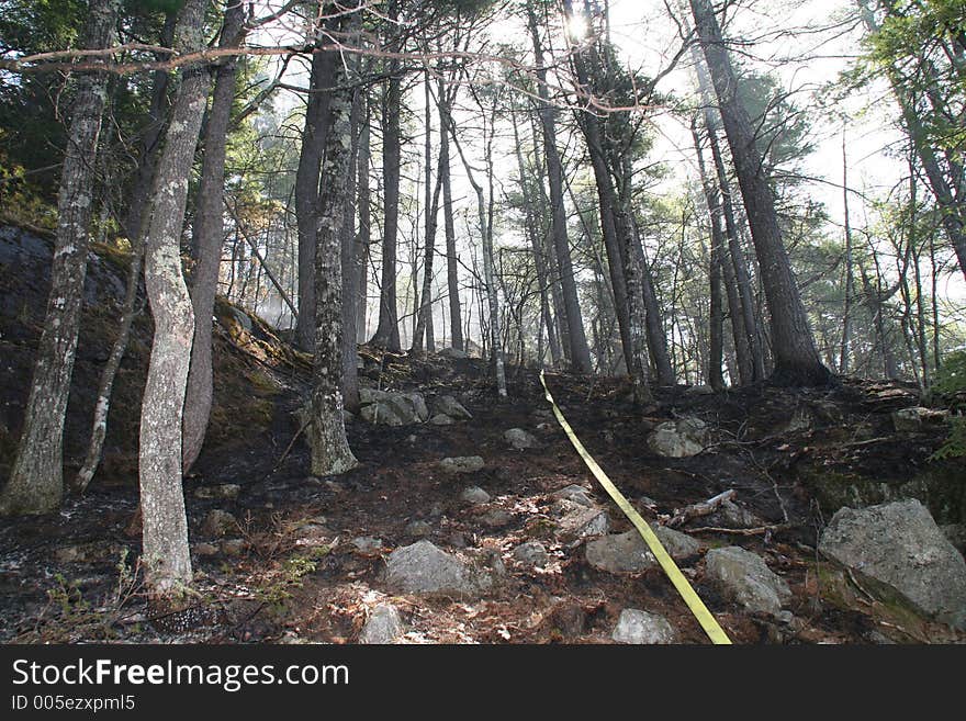 Fire Hose In Woods