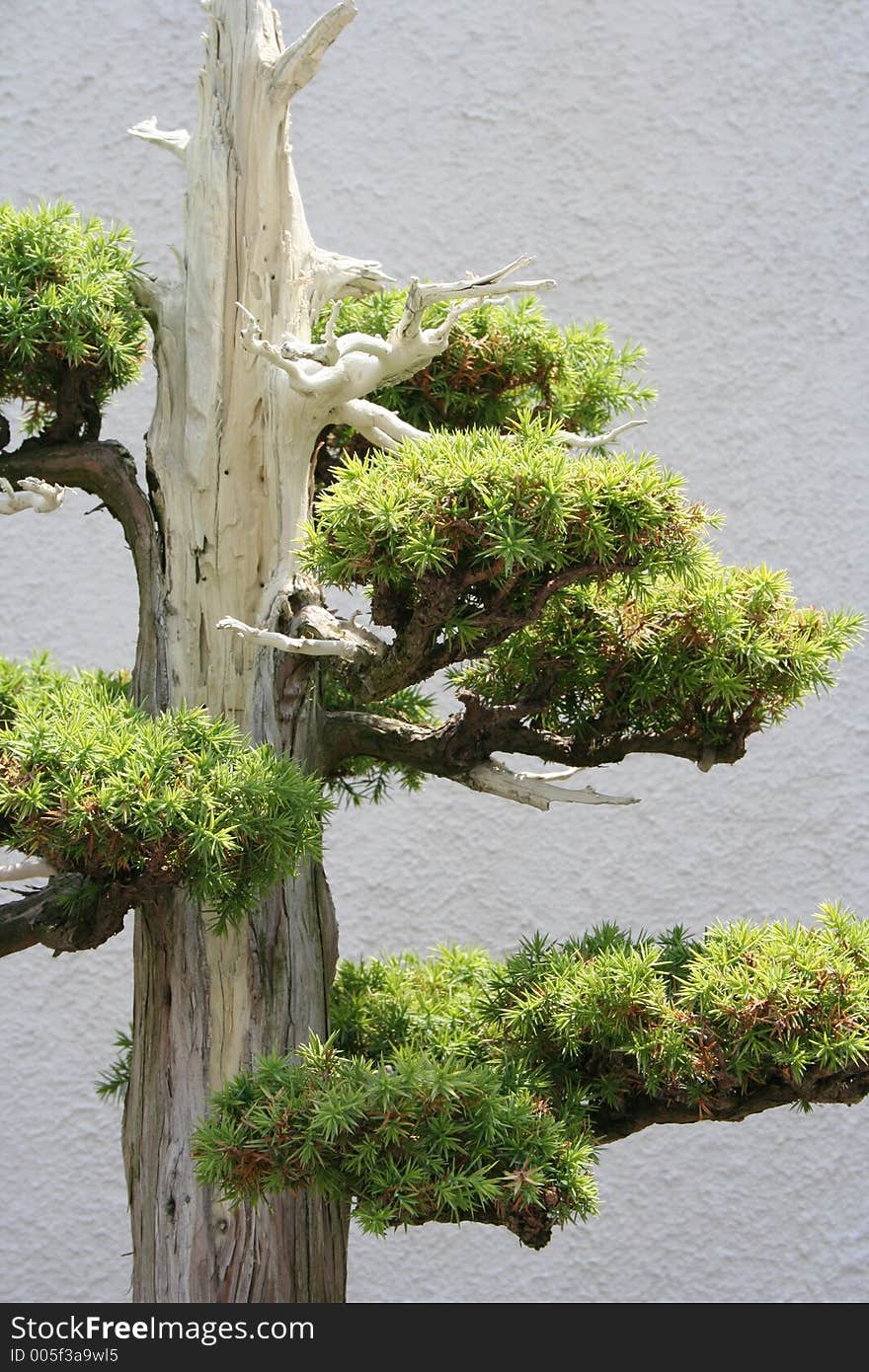 Bonsai tree. Bonsai tree.