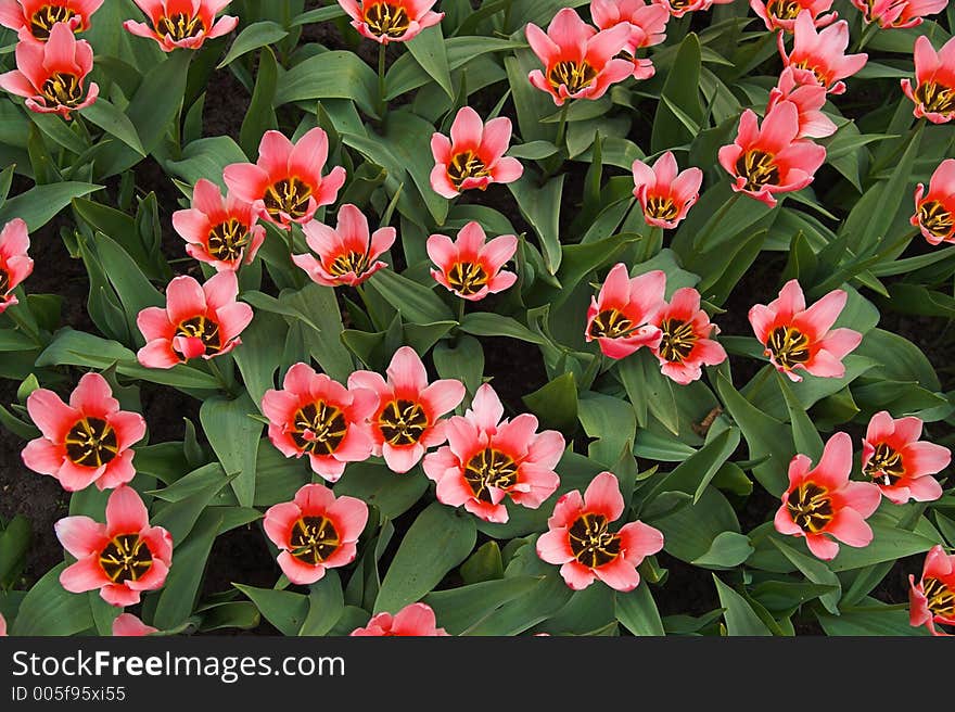 Pink tulips in Keukenhoff, Netherlands