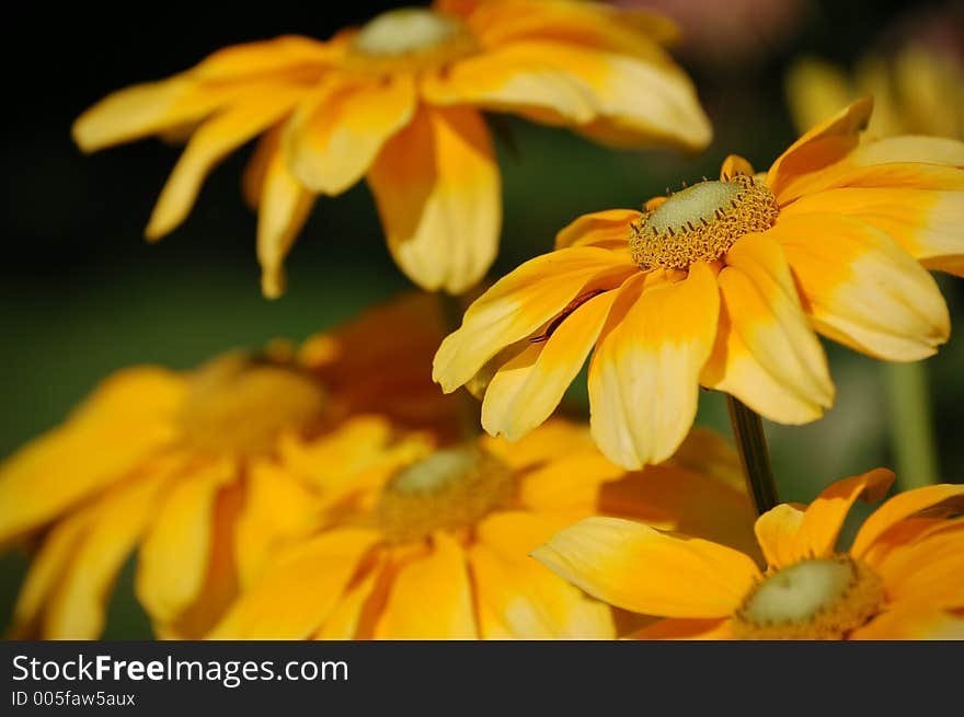 Layered Yellow Flowers