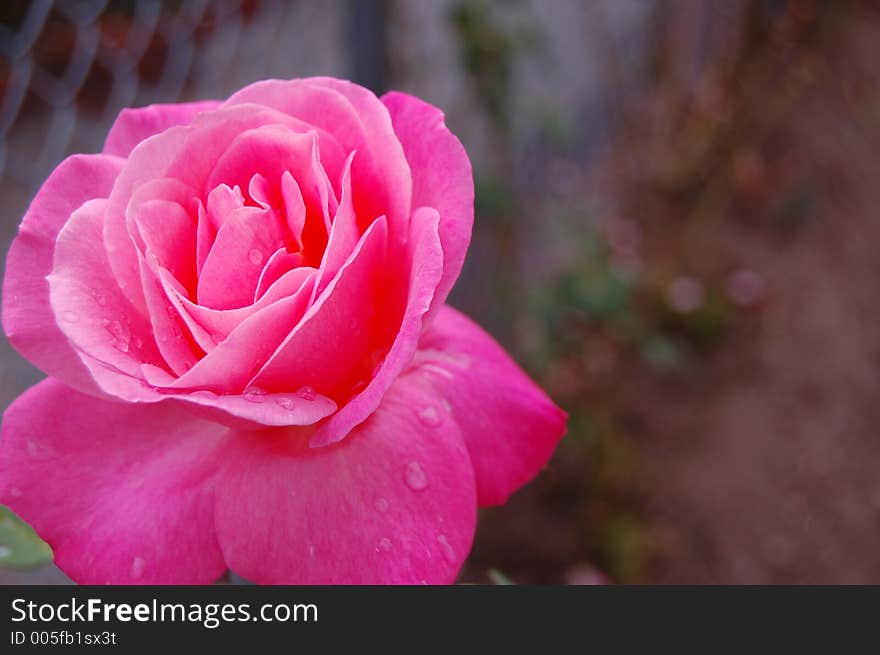 A weathered rose