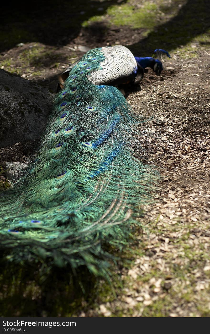 A peacock in a zoo