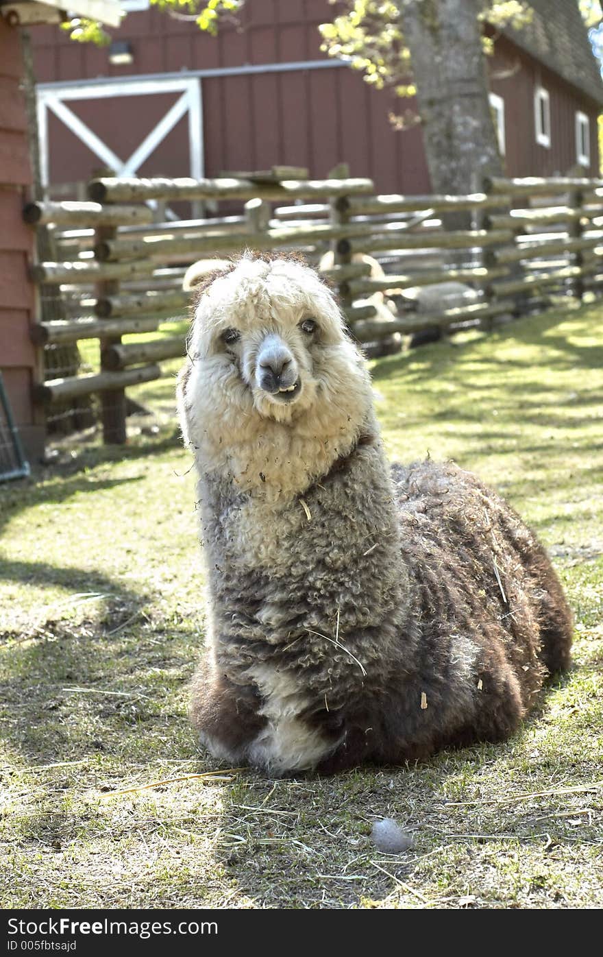 Smiling Alpaca