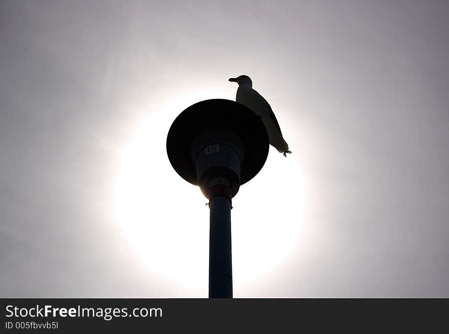 A seagull perched and resting on a street light. A seagull perched and resting on a street light