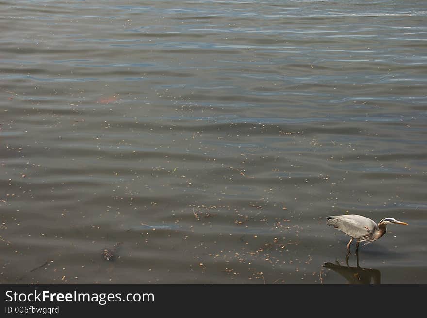 Blue Heron Searching