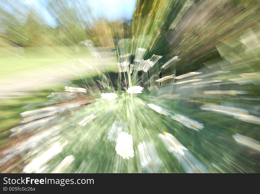 Zoomed picture of a daisy. Zoomed picture of a daisy