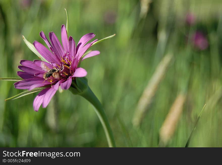 A bee resting on top of a purple flower. A bee resting on top of a purple flower