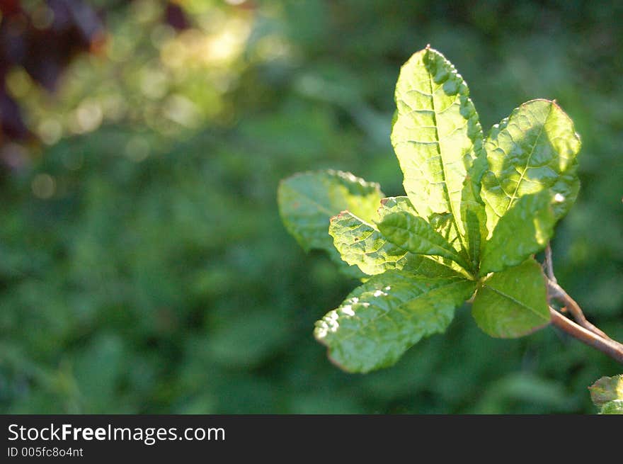 Green Leaflet