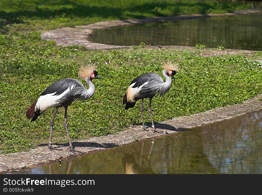 A couple of Black Crowned Cranes