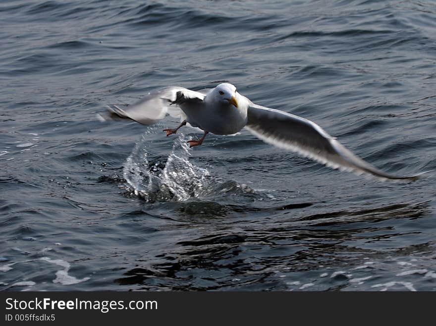 Seagull Taking Off