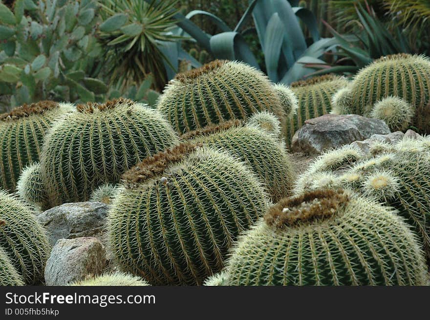 Cactuses