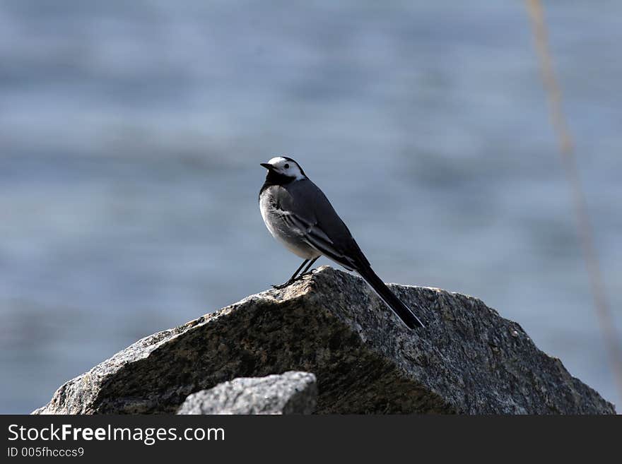 Small bird sitting on a rock. Small bird sitting on a rock.