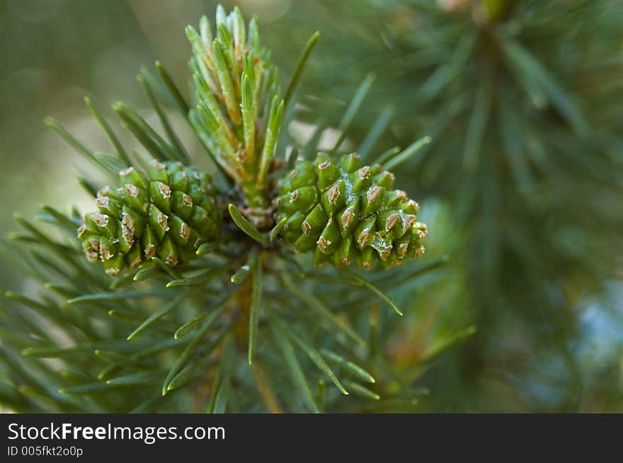 Green Pinecones