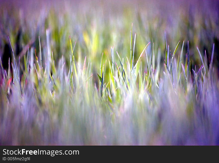 Colourful abstract grass