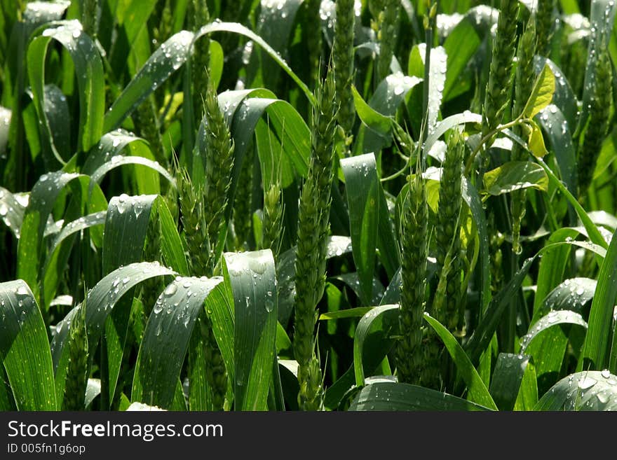 Spring field with green grass. Spring field with green grass